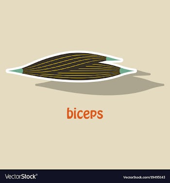 Sticker biceps triceps - movement of the arm and vector image