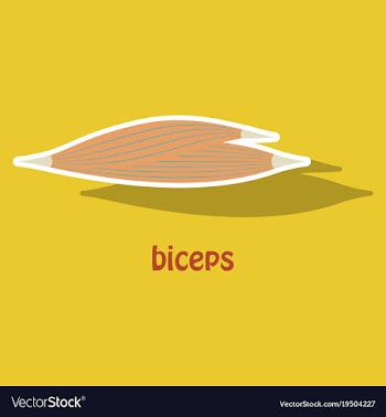 Sticker biceps triceps - movement of the arm and vector image