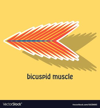 Sticker bicuspid muscle vector image