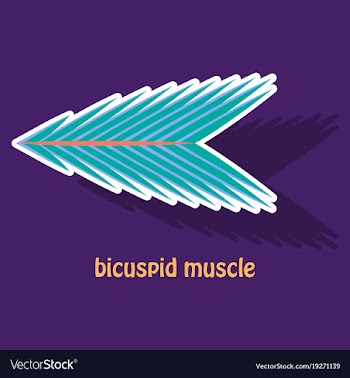 Sticker bicuspid muscle vector image