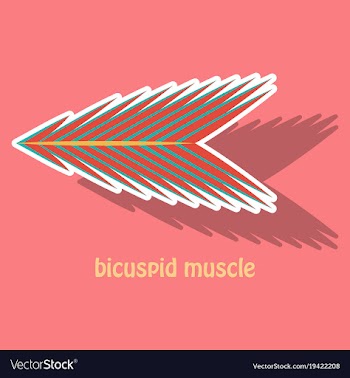Sticker bicuspid muscle vector image