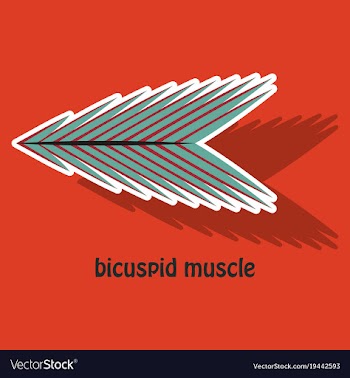 Sticker bicuspid muscle vector image
