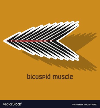 Sticker bicuspid muscle vector image