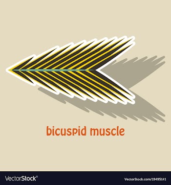 Sticker bicuspid muscle vector image