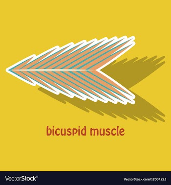 Sticker bicuspid muscle vector image