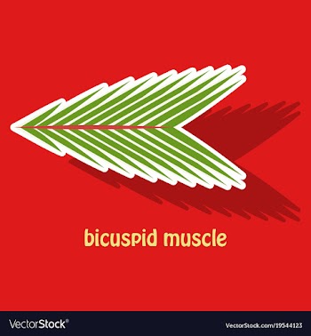 Sticker bicuspid muscle vector image