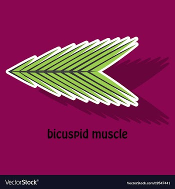 Sticker bicuspid muscle vector image