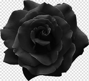 Sticker Black rose Jar Glass, rose transparent background PNG clipart