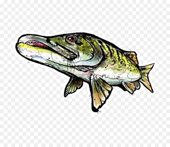 Sticker Decal, Muskie Fishing Localwaters - musky frame 