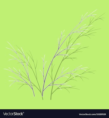 Sticker dill isolated hand drawing flavoring vector image