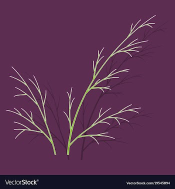 Sticker dill isolated hand drawing flavoring vector image