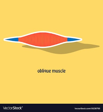Sticker external oblique muscles of chest thorax vector image
