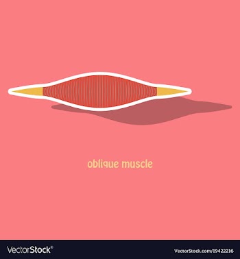 Sticker external oblique muscles of chest thorax vector image