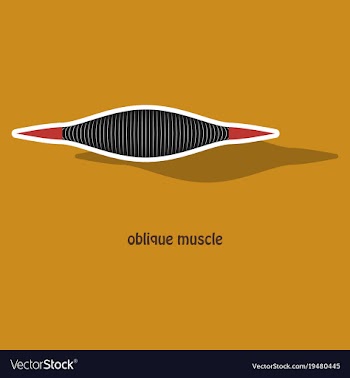 Sticker external oblique muscles of chest thorax vector image
