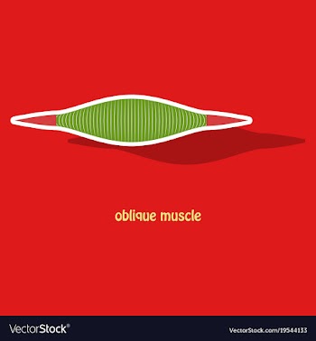 Sticker external oblique muscles of chest thorax vector image