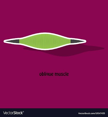 Sticker external oblique muscles of chest thorax vector image