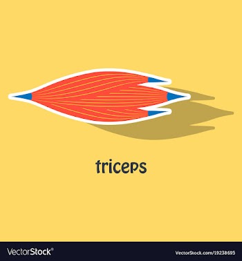 Sticker medical of human arm muscles vector image