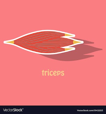 Sticker medical of human arm muscles vector image