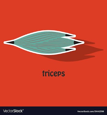 Sticker medical of human arm muscles vector image