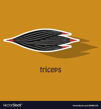 Sticker medical of human arm muscles vector image