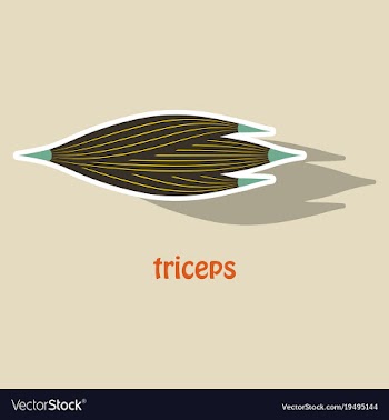 Sticker medical of human arm muscles vector image