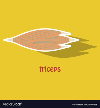 Sticker medical of human arm muscles vector image