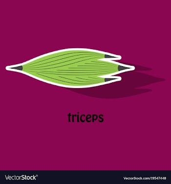 Sticker medical of human arm muscles vector image