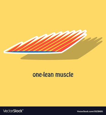 Sticker of structure skeletal muscle anatomy vector image