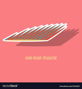 Sticker of structure skeletal muscle anatomy vector image