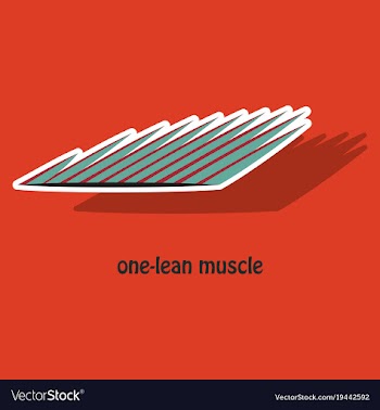 Sticker of structure skeletal muscle anatomy vector image