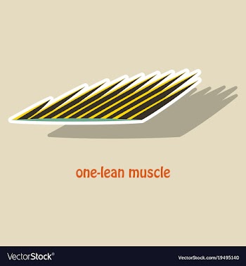 Sticker of structure skeletal muscle anatomy vector image