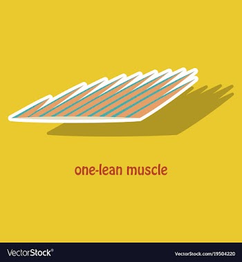 Sticker of structure skeletal muscle anatomy vector image