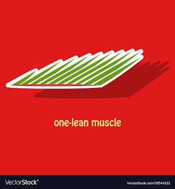 Sticker of structure skeletal muscle anatomy vector image