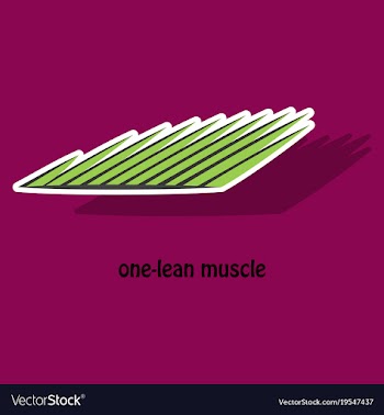 Sticker of structure skeletal muscle anatomy vector image
