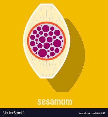 Sticker of the normal sesamoid bone external and vector image