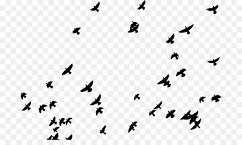 Sticker PicsArt Photo Studio Editing - pigeon 