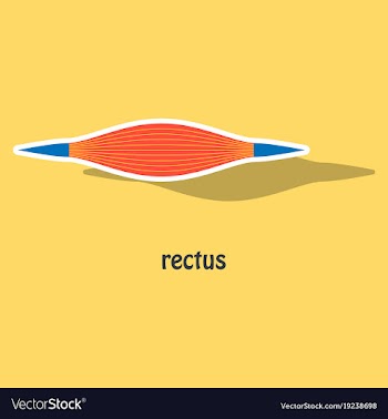 Sticker rectus - didactic board of anatomy of vector image