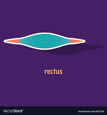 Sticker rectus - didactic board of anatomy of vector image