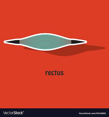Sticker rectus - didactic board of anatomy of vector image