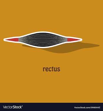 Sticker rectus - didactic board of anatomy of vector image