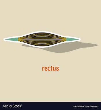 Sticker rectus - didactic board of anatomy of vector image
