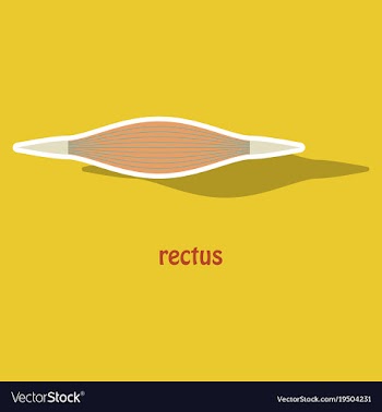 Sticker rectus - didactic board of anatomy of vector image