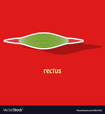Sticker rectus - didactic board of anatomy of vector image