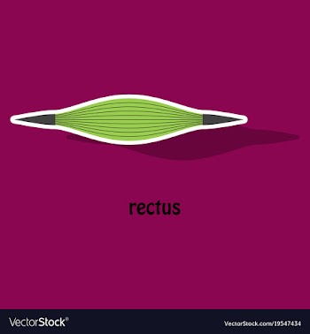 Sticker rectus - didactic board of anatomy of vector image