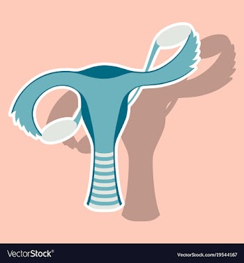 Sticker showing female reproductive system vector image