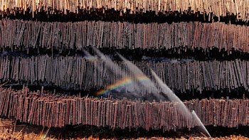 sticks hangiging to dry