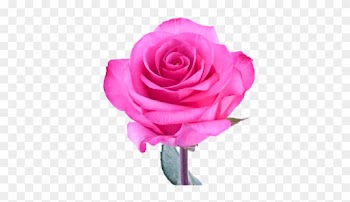 Stiletto® - Garden Roses