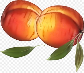 Still Life Photography, Still Life, Photography, Orange, Fruit PNG