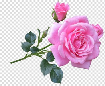 Still Life: Pink Roses Flower Plant stem, rose transparent background PNG clipart