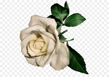 Still Life: Pink Roses Painting Clip art - White Rose 